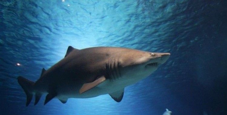Avustralya'da sörfçü, köpek balığı saldırısından yaralı kurtuldu