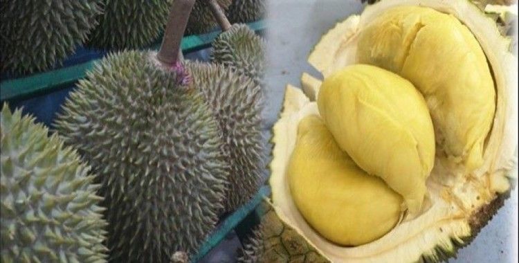 Endonezya'da duryan meyvesinin kokusu nedeniyle uçak rötar yaptı