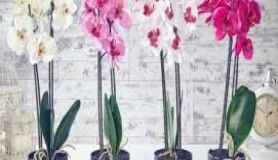 Orkide bakımı nasıl yapılır?