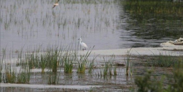 Kızılırmak Deltası'ndaki lagün göllerinde ava sınırlama