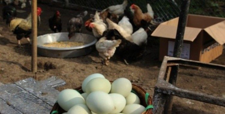 Tavuk yumurtası üretimi Eylül'de azaldı