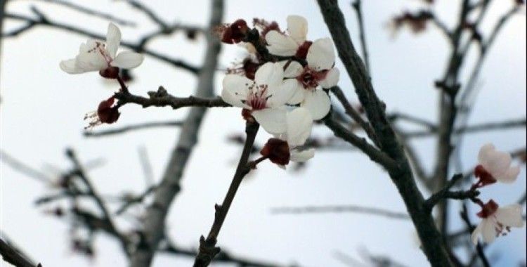 Yozgat'ta erik ağacı çiçek açtı