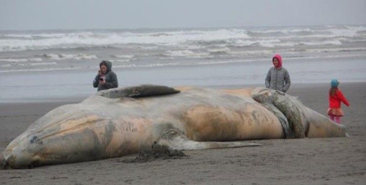Ölü balinanın midesinden 6 kilo çöp çıktı