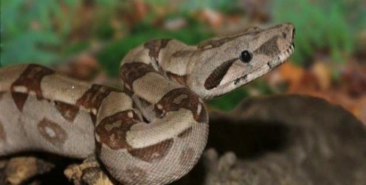 ​İsveç'te evin tuvaletinden boa yılanı çıktı