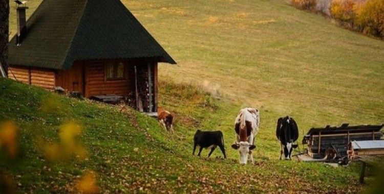 ​İsviçreli çiftçilerin 'boynuzlu inek' talebi reddedildi