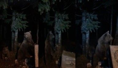 Uludağ'da aç kalan ayılar yiyecek aramaya çıktı
