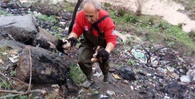 ​Mahsur kalan yavru köpekleri itfaiye ekipleri kurtardı