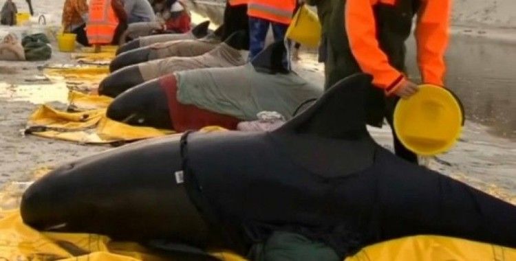 Yeni Zelanda'da 51 kılavuz balina daha karaya vurdu