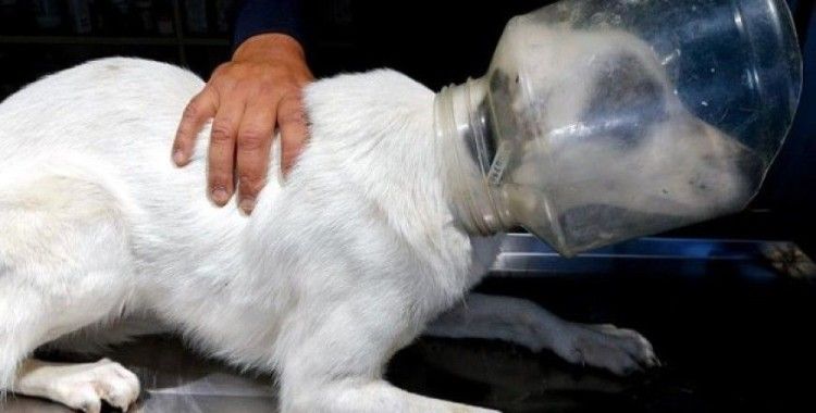 Başını plastik bidona sıkıştıran köpek kurtarıldı