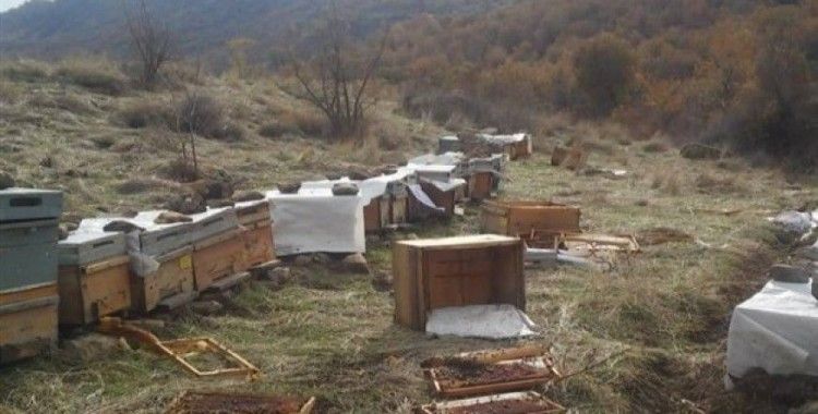 Aç kalan ayılar arı kovanlarına saldırdı