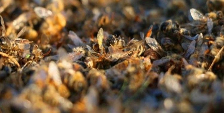Türkiye'de arı ölümleri arttı