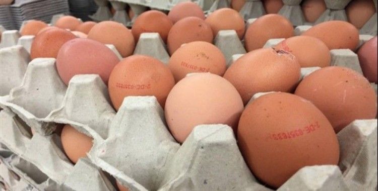 Almanya'da yumurtalarda salmonella bakterisi bulundu