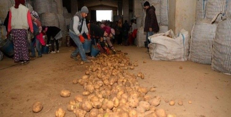 Sertifikalı Ahlat patatesi tohumları yurt dışı pazarında