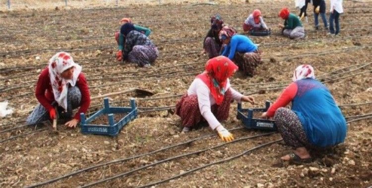 Kadın çiftçiler salep üretecek
