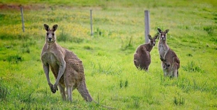 Avustralya'da kanguru saldırısına uğrayan adam günün konusu oldu