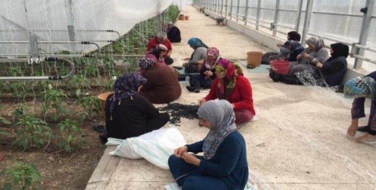 Suriyeli mültecilere serada sebze üretimi eğitimi