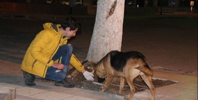 Gençler sokak hayvanlarına düzenli mama dağıtıyor