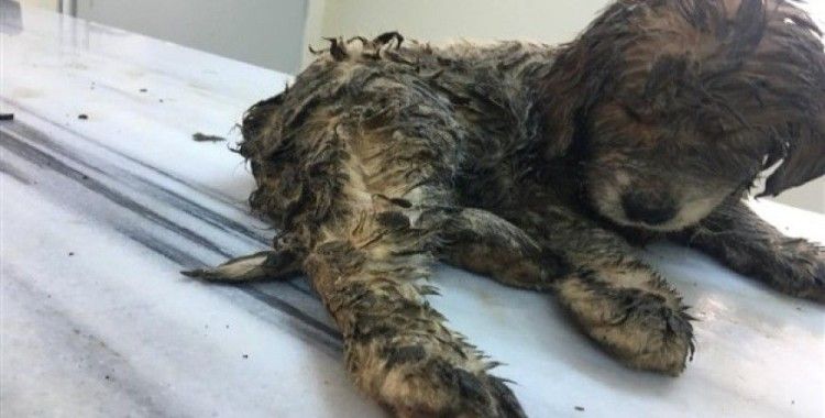 Yaralı halde bulunan yavru köpek yaşama tutundu