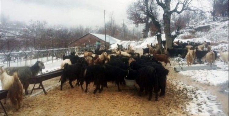 Antalya'da karda mahsur kalan 2 çoban ve sürüsü kurtarıldı