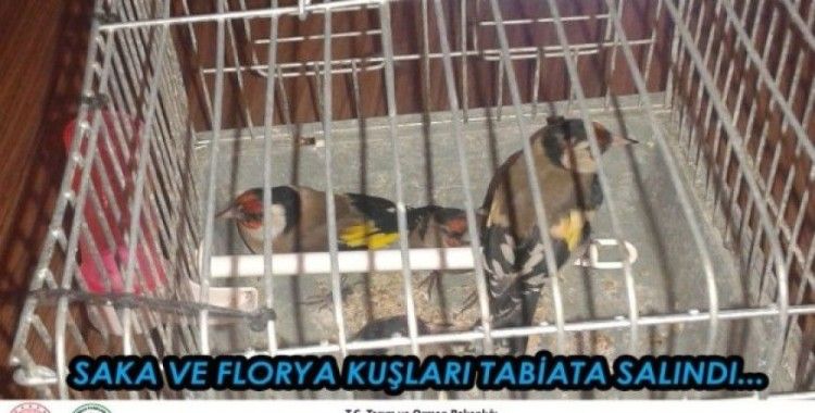 Antalya’da saka ve florya kuşları doğaya salındı