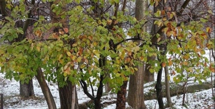 Kar ortasında yeşil yapraklı ayva ağacı şaşırtıyor