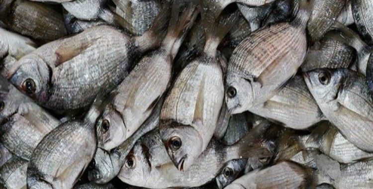 Türkiye'den 64 ülkeye balık ihracatı