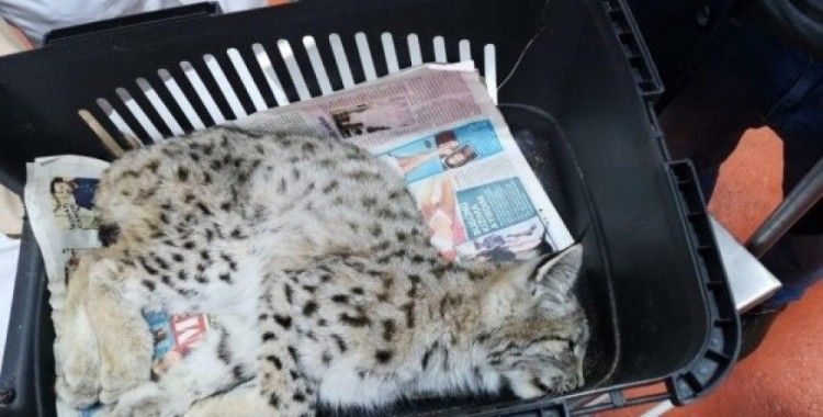 Bitkin halde bulunan yavru vaşak koruma altına alındı