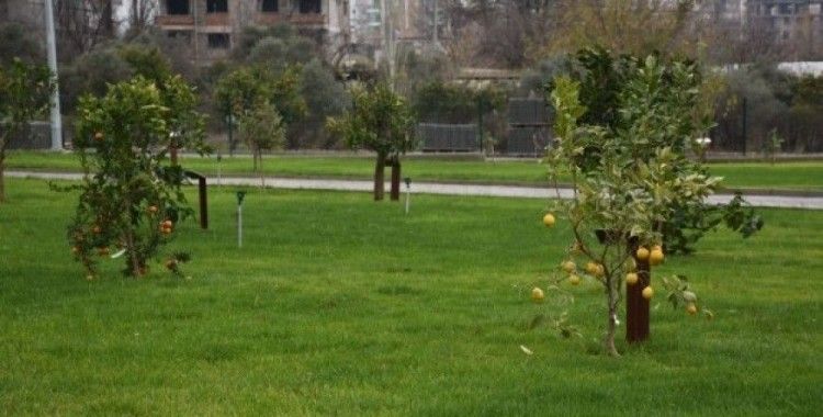 Nazilli'de Mustafa Alptuğ Sözen Meyve Bahçesine görkemli açılış
