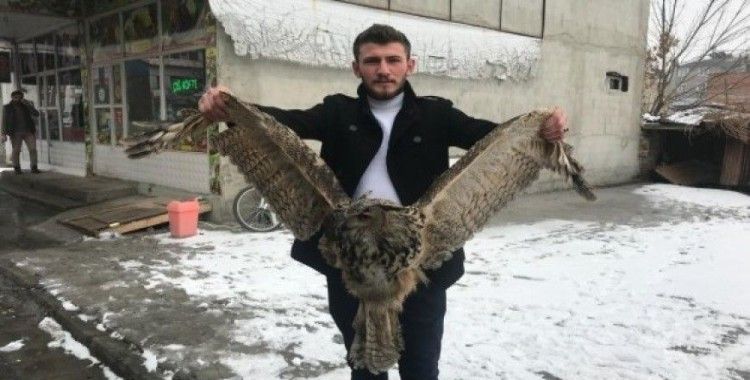 Erzurum'da yaralı baykuş bulundu