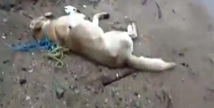 Kırıkkale'de köpeklerin zehirli iğne ile katledildiği iddiası