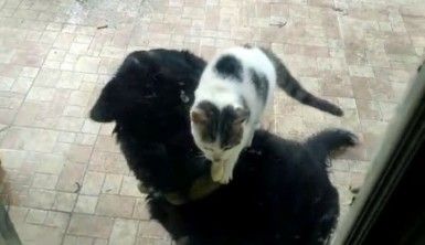 Kedi ile köpeğin ilginç dostluğu