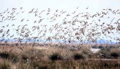 Göçmen kuşların kış durağı Kızılırmak Deltası