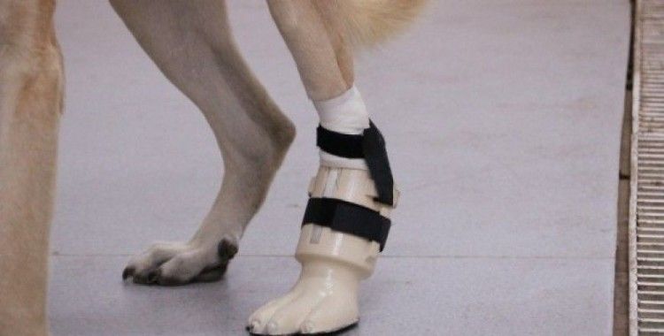 "Kocabaş" protez bacakla yeniden yürüdü