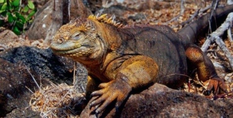 İguanalar 184 yıl sonra tekrar Santiago Adası’nda