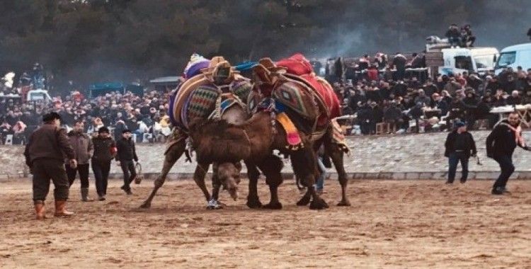 Bayramiç’te deve güreşleri heyecanlı anlara sahne oldu