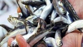 Hamsinin kilosu 30 liraya çıktı 