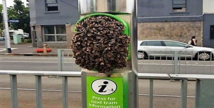 Tramvay durağına yuva yapan arılar seferleri aksattı