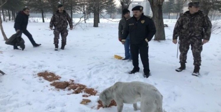(özel haber) Sokak hayvanlarına polis merhameti