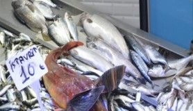 Sinop'ta balıkçılar umutlarını dip balıklarına bağladı