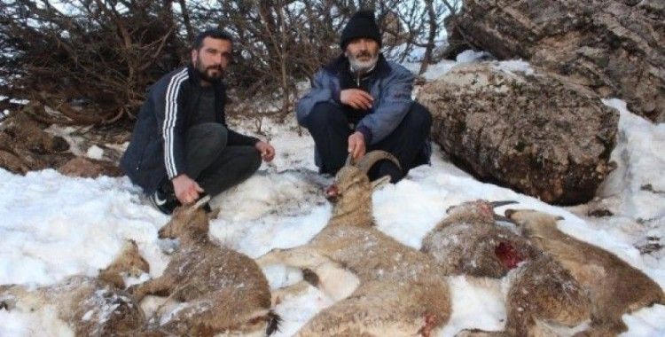Adıyaman’da 5 yaban keçisi açlıktan ve soğuktan donarak öldü