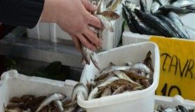 Mezgit fiyatı yarıya düştü, talep patladı