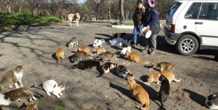 Emekli hemşire 14 yıldır sokak kedilerini besliyor