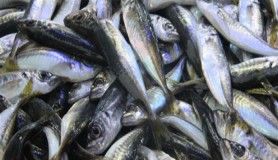 Karadeniz'de istavrit bolluğu