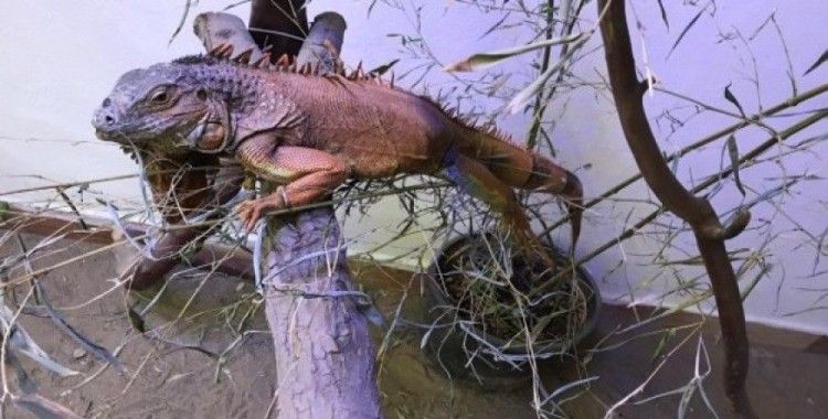 Muğla’da bulunan iguananın yeni evi Kocaeli oldu