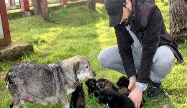 Annesiz kalan köpekler için 'süt seferi' yapıyor