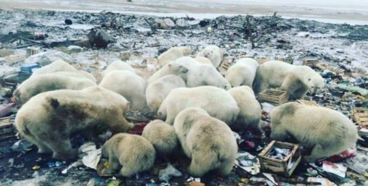 Rusya’da kutup ayıları şehre indi, acil durum ilan edildi