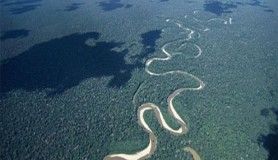 Amazon'da yaşayan tehlikeli hayvanlar