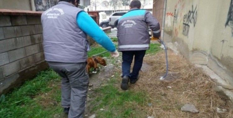 Başıboş pitbull belediye ekipleri tarafından yakalandı