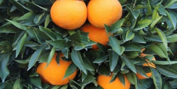 Mersin, turunçgilde ürün kayıplarını en aza indirmek için harekete geçti