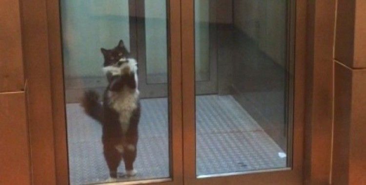 Metro asansöründe mahsur kalan yaramaz kedi